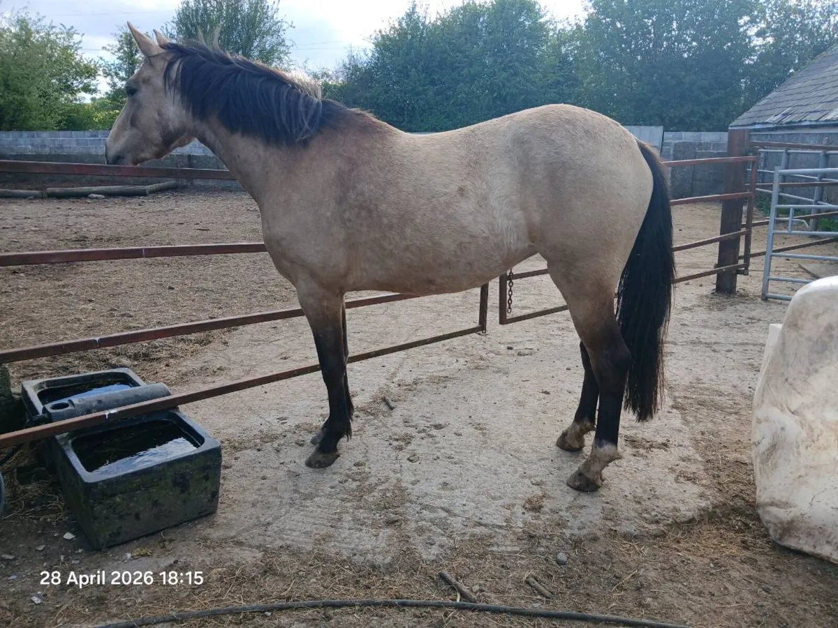 3yo filly 15hh - Image 4