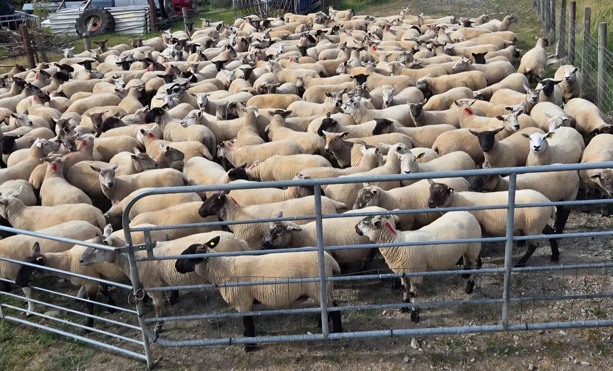 Sheep - Hoggets - Image 3
