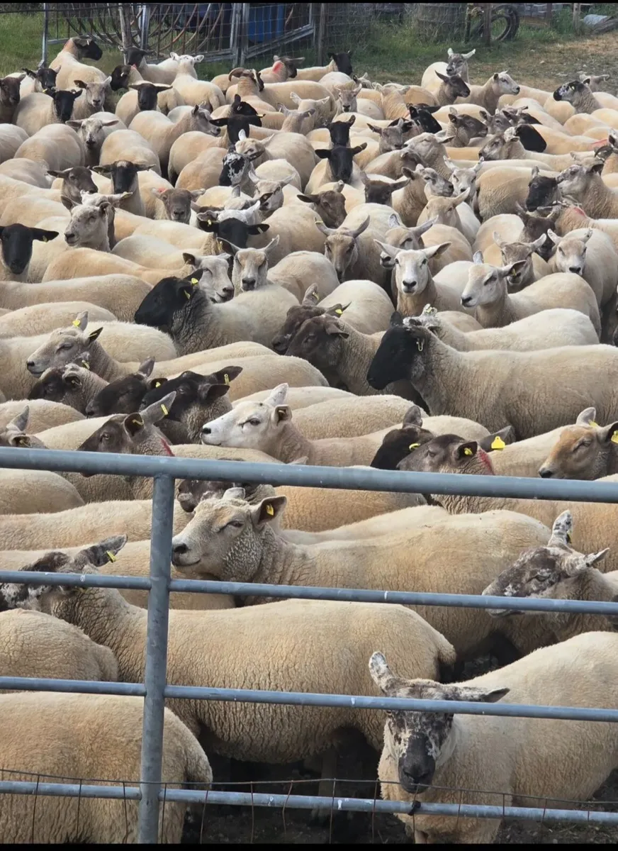 Sheep - Hoggets - Image 1