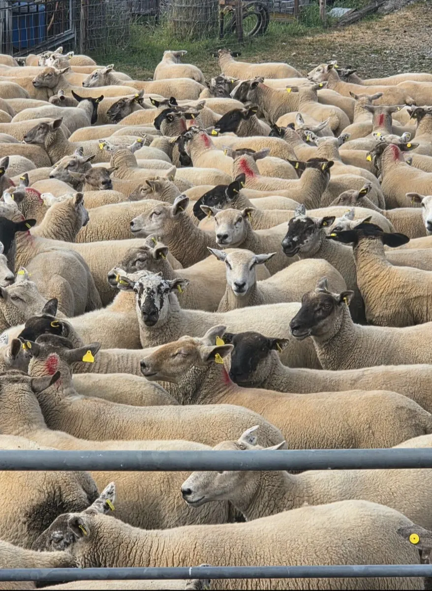 Sheep - Hoggets - Image 2