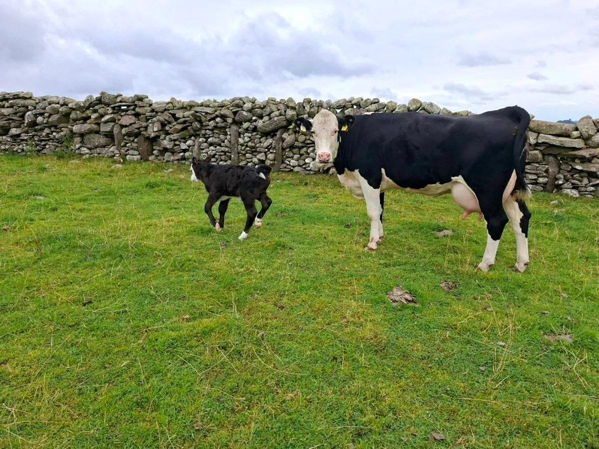 1st calver - Image 1