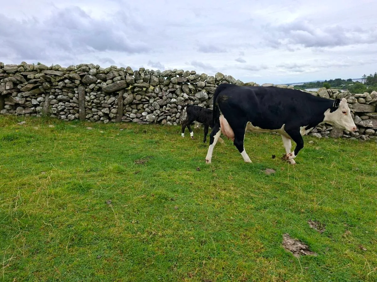 1st calver - Image 2