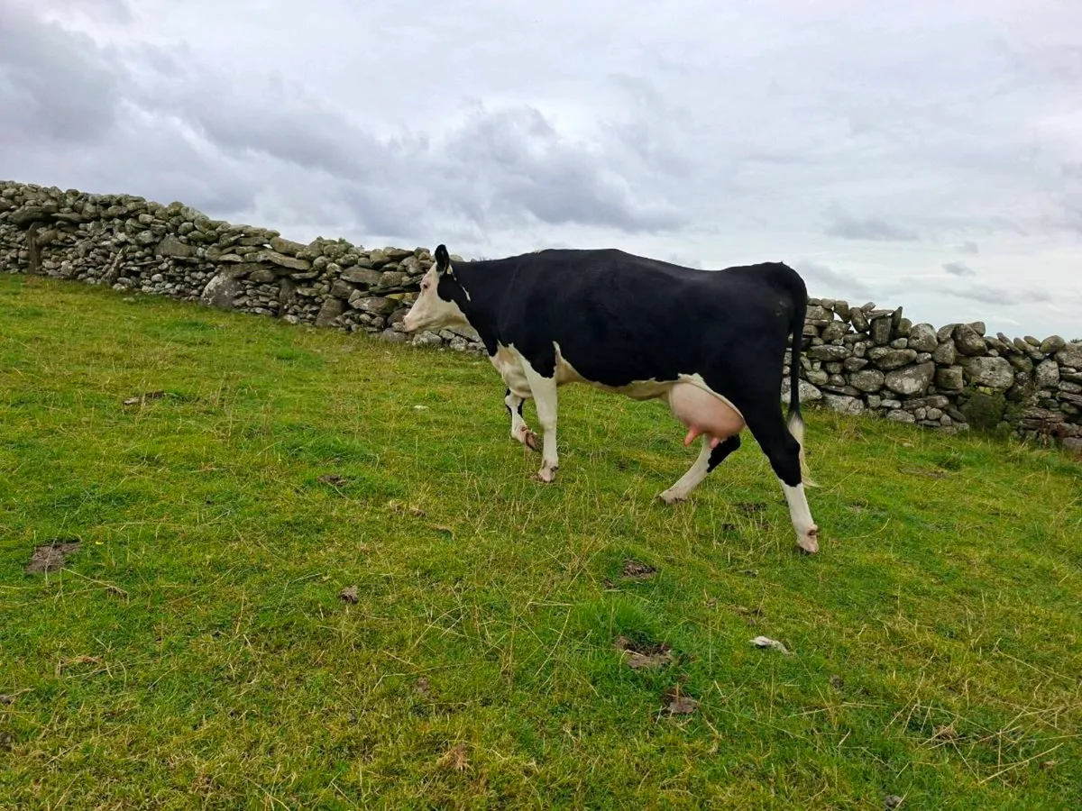 1st calver - Image 3