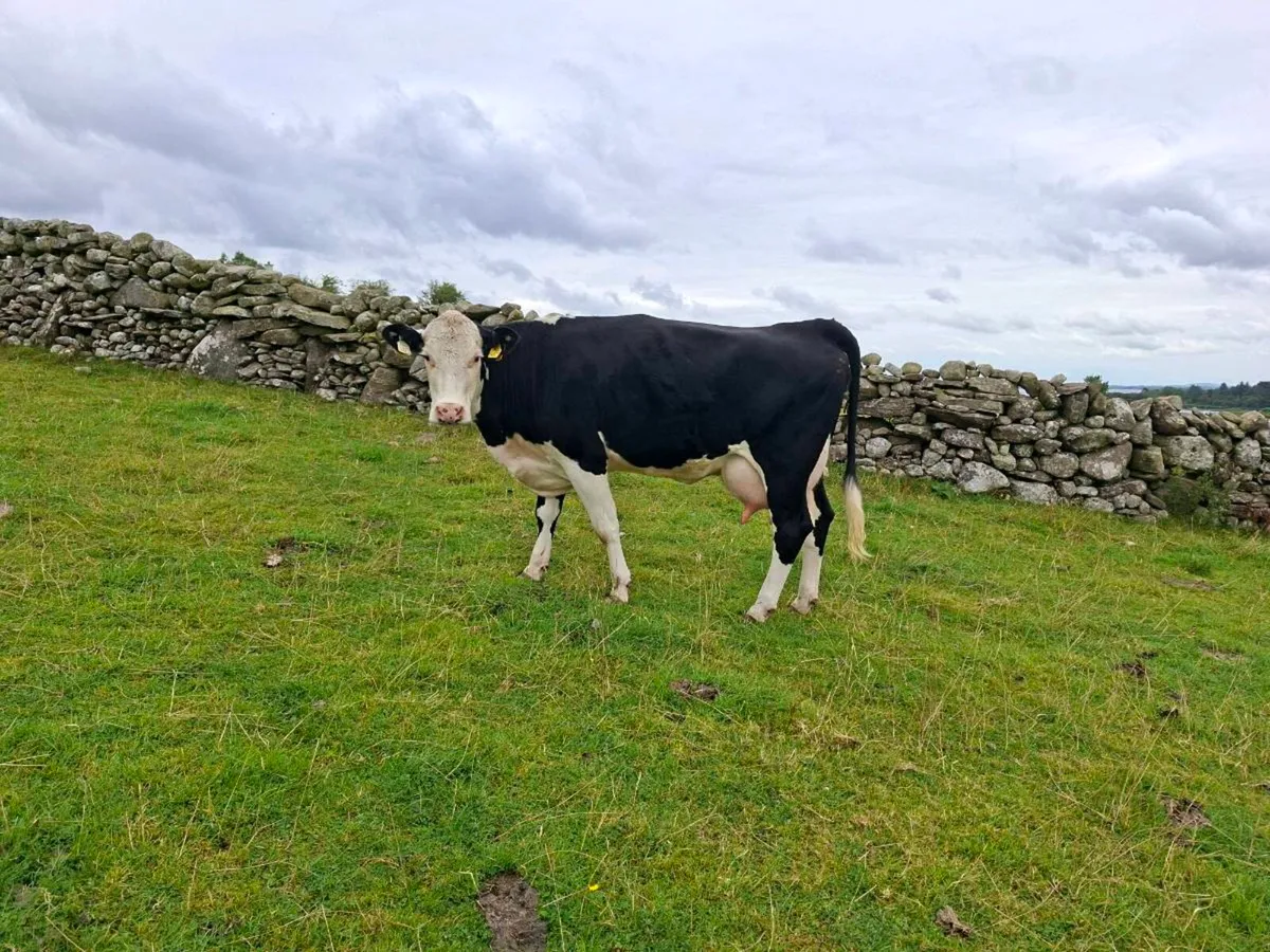 1st calver - Image 4