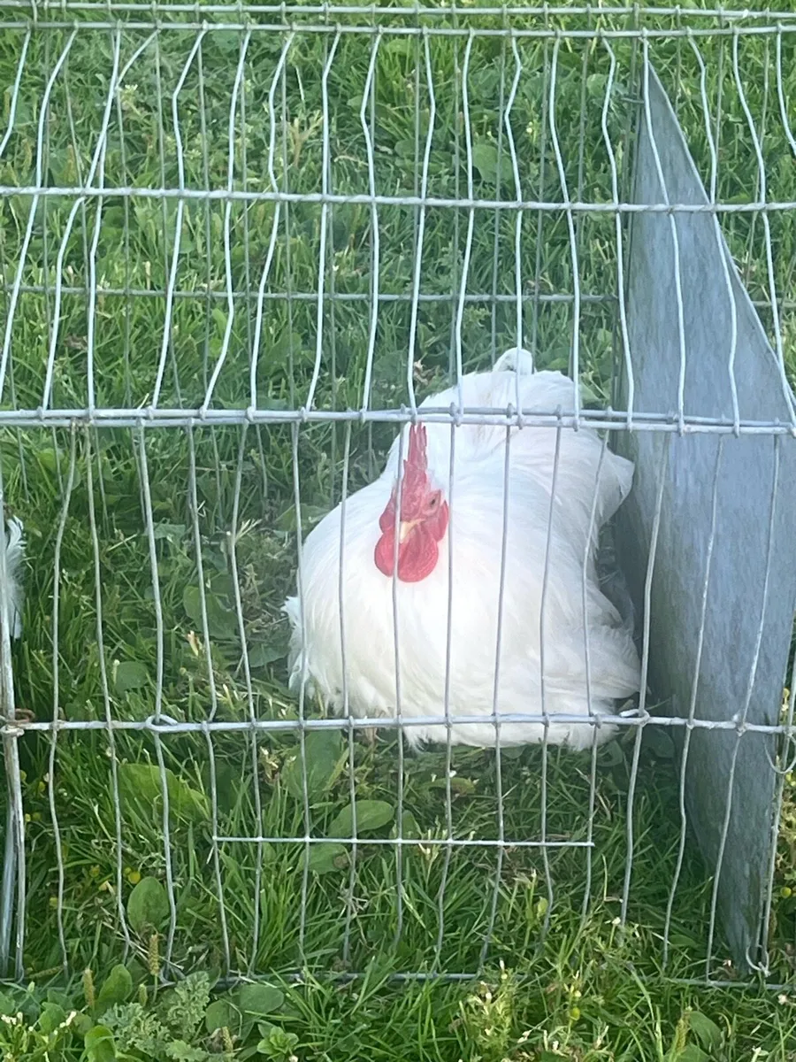 Top quality Pekin bantam cockerels & incubator - Image 1