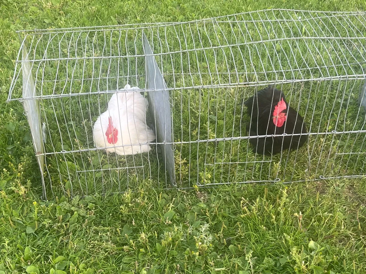 Top quality Pekin bantam cockerels & incubator - Image 3