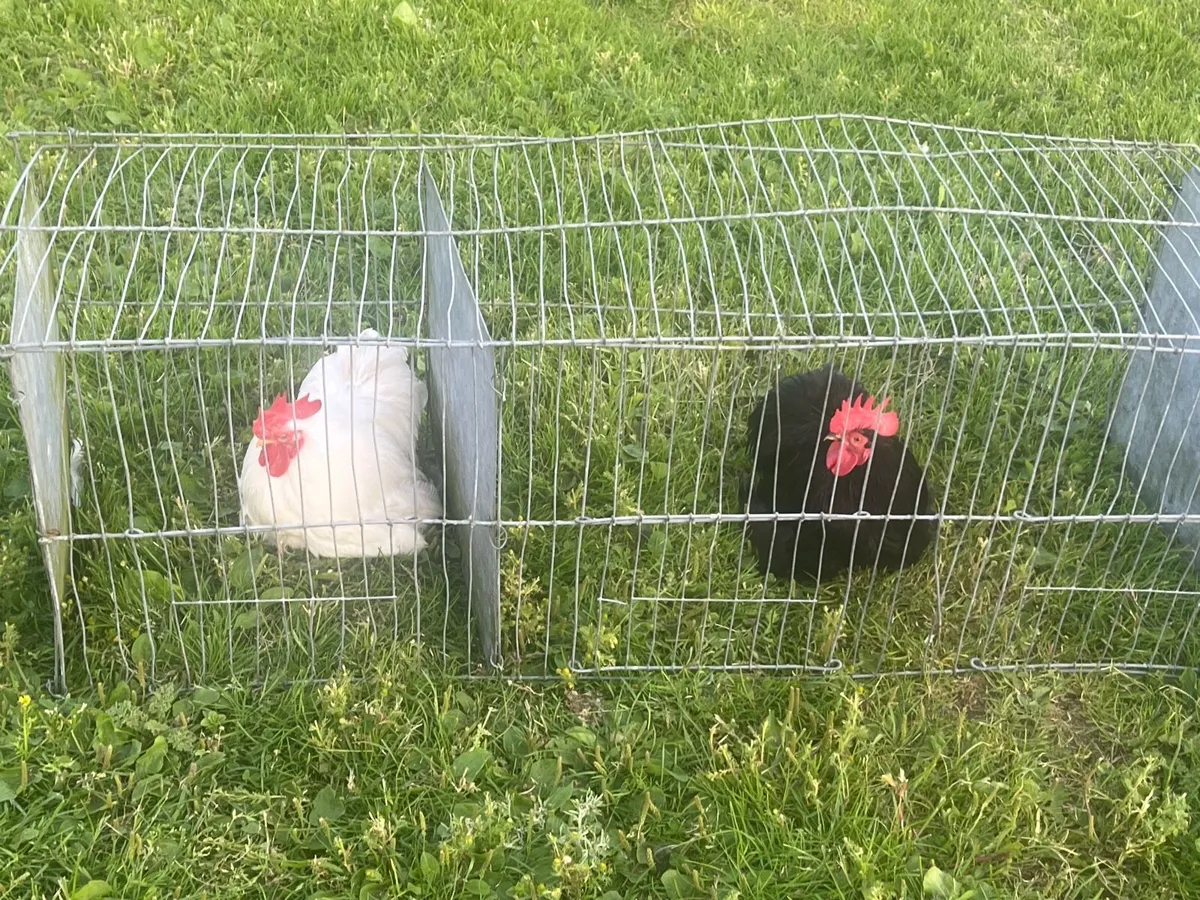 Top quality Pekin bantam cockerels & incubator - Image 4