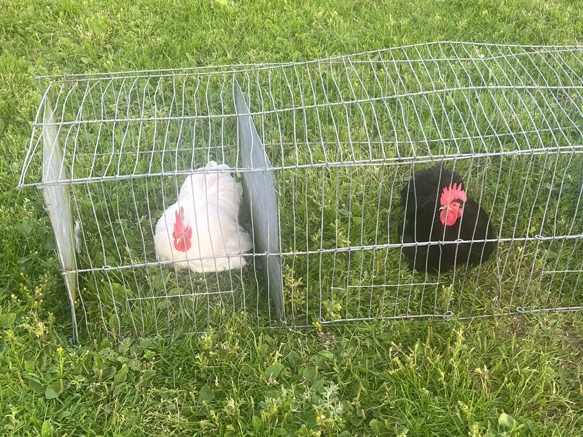 Top quality Pekin bantam cockerels & incubator - Image 2
