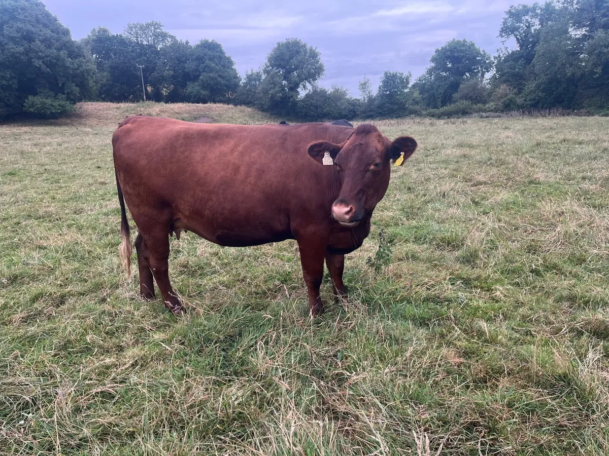 Shorthorn heifer in calf - Image 2