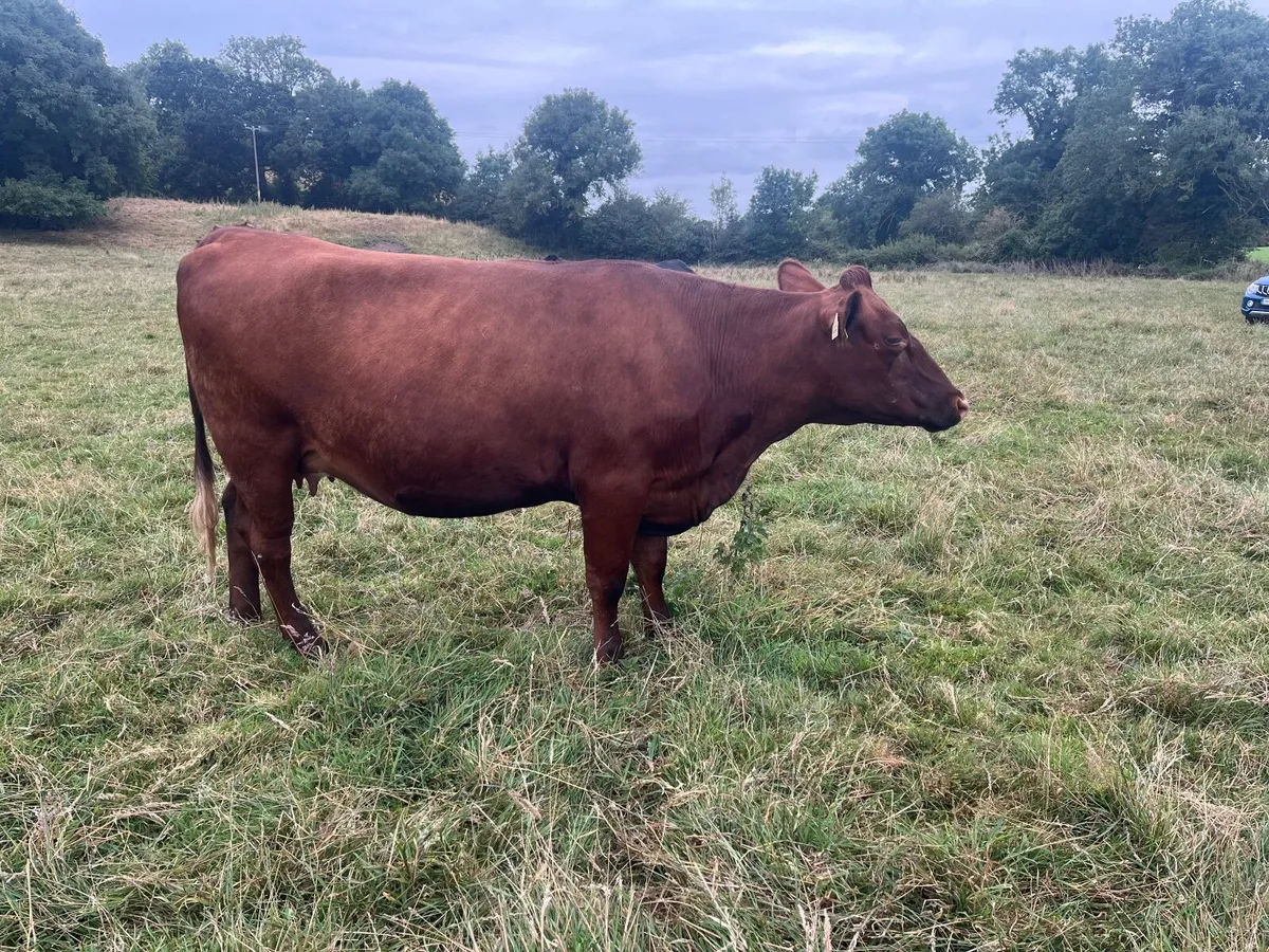 Shorthorn heifer in calf - Image 3