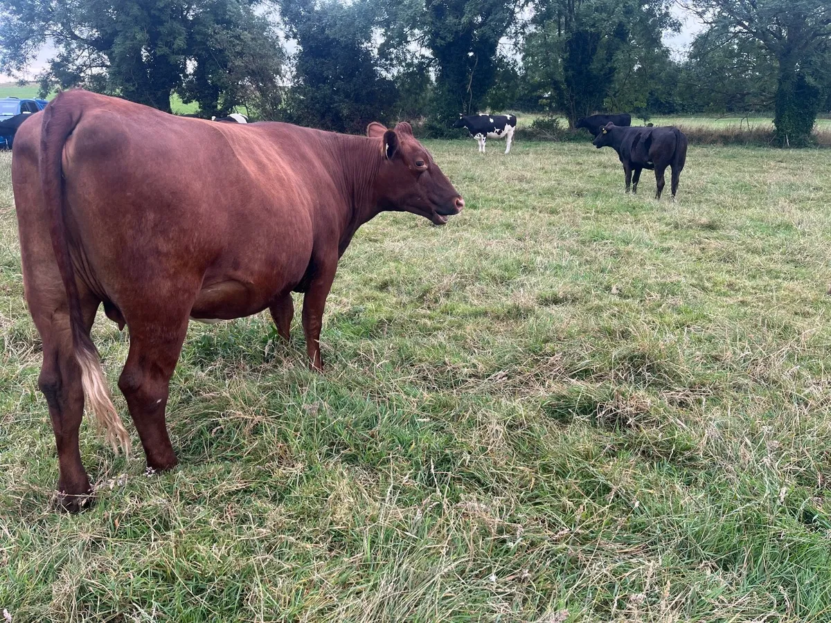 Shorthorn heifer in calf - Image 4