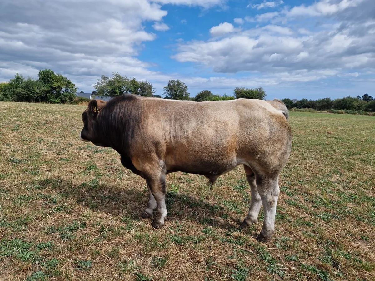 Aubrac Bull - Image 2