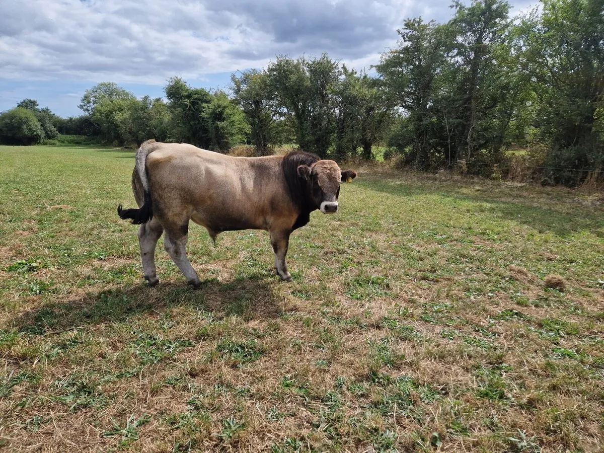 Aubrac Bull - Image 1