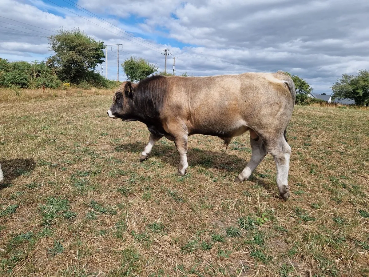 Aubrac Bull - Image 4