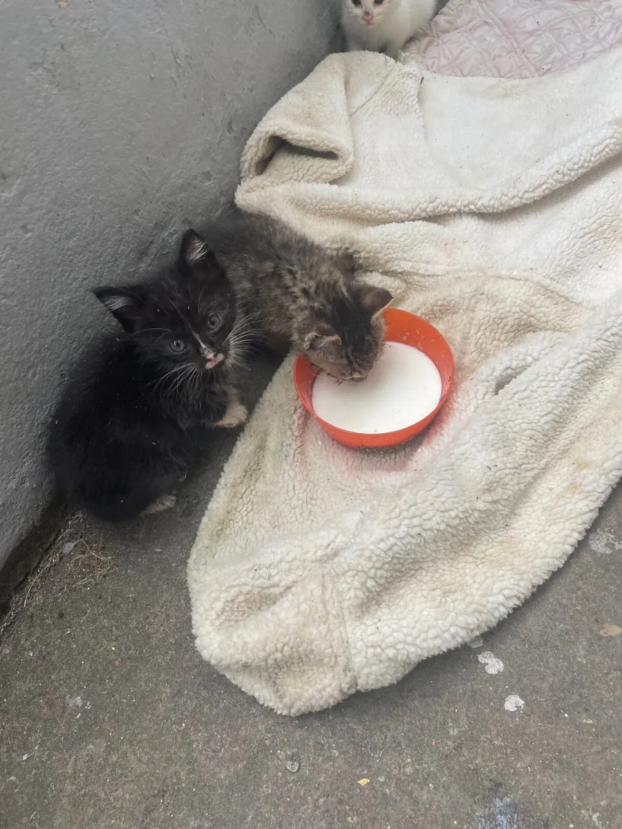 4 lovely colored Kittens - Image 1