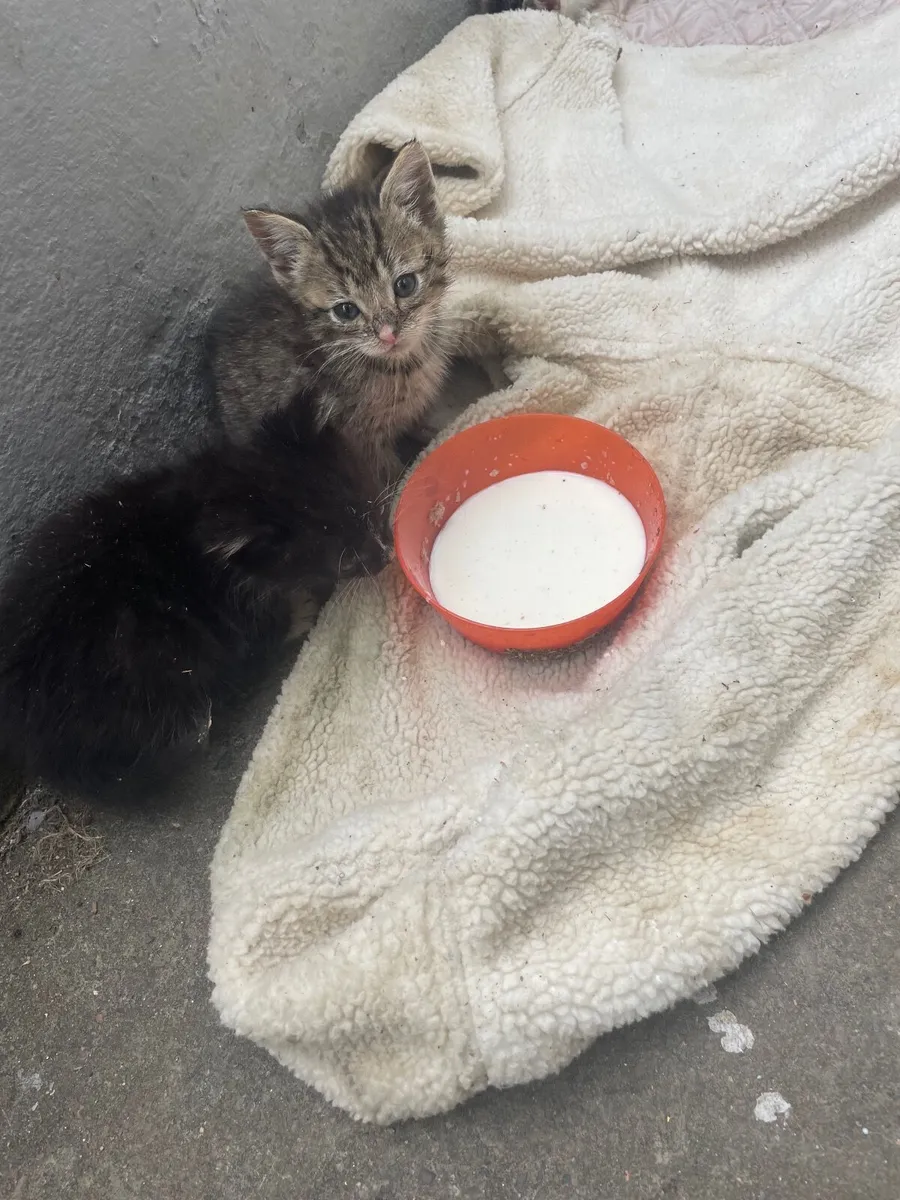 4 lovely colored Kittens - Image 2