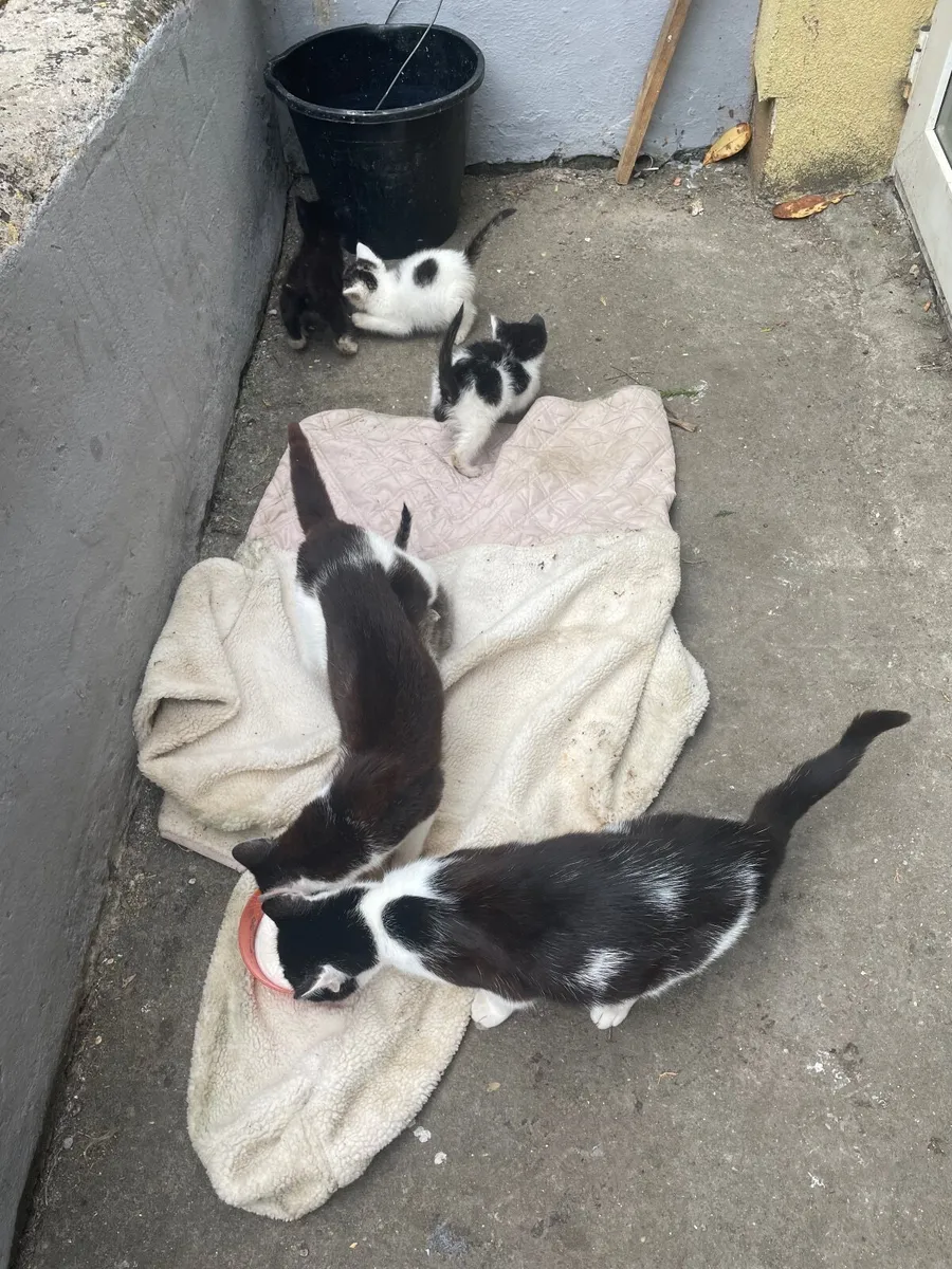 4 lovely colored Kittens - Image 4