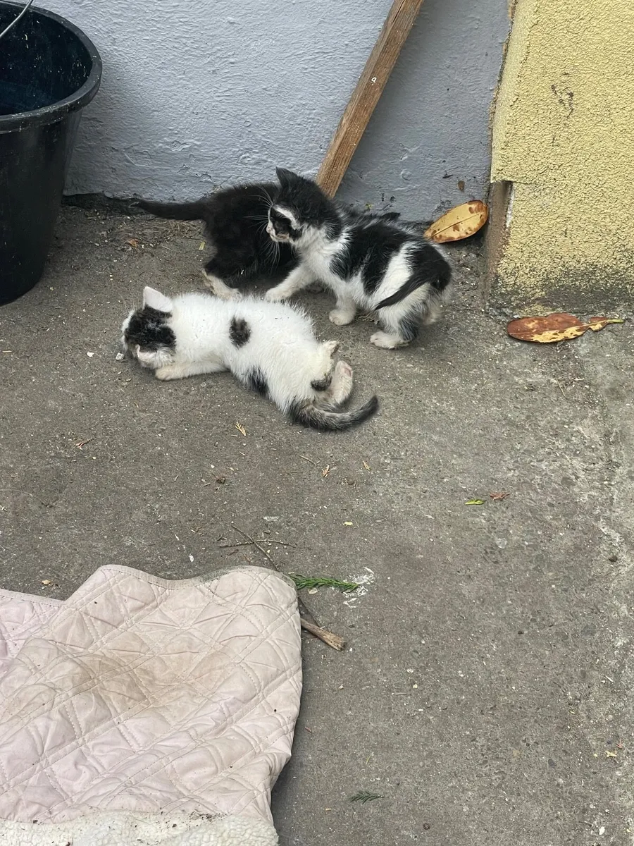 4 lovely colored Kittens - Image 3