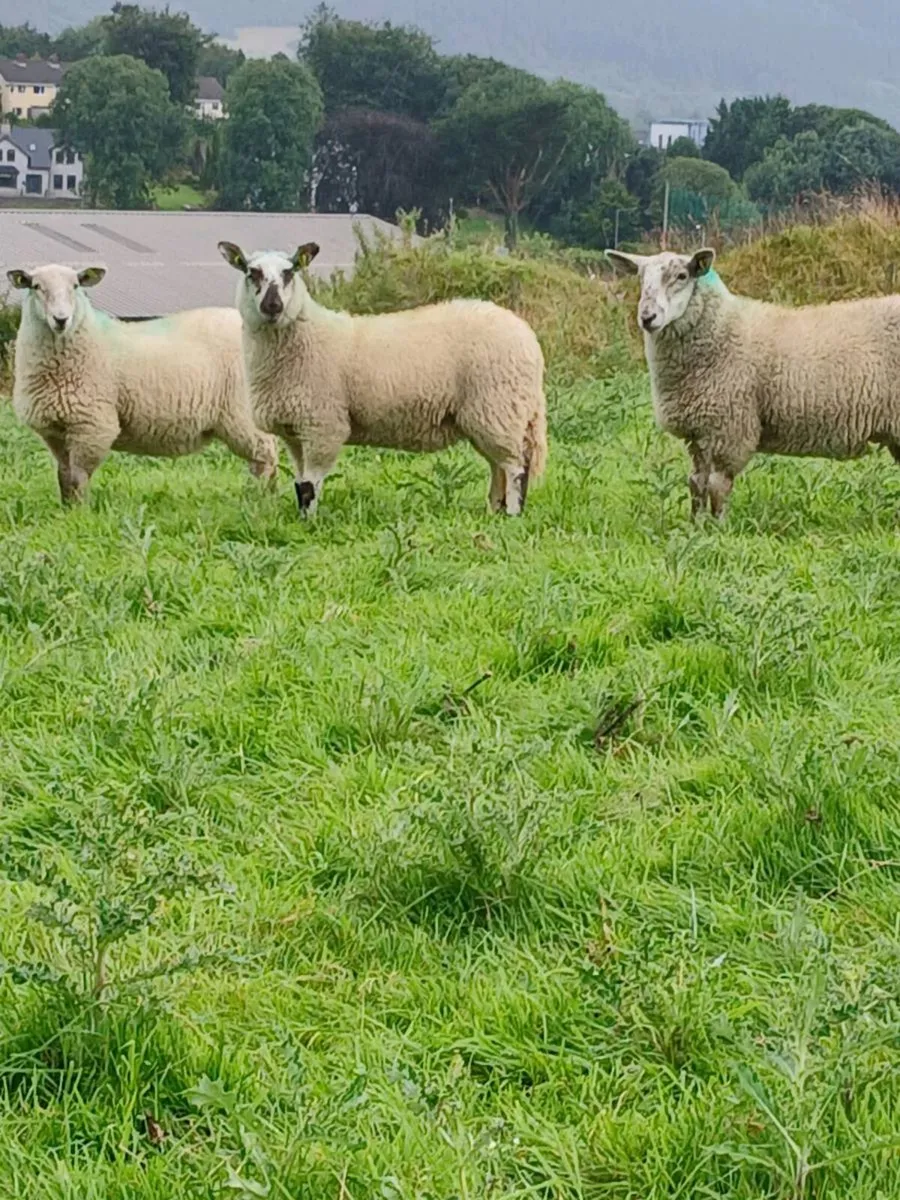 Ewe lambs - Image 3