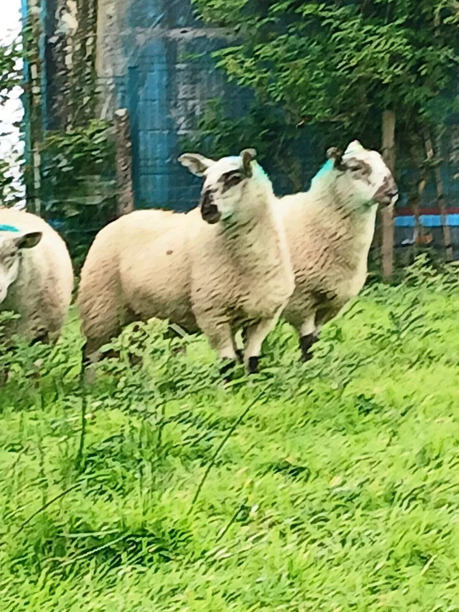 Ewe lambs - Image 1