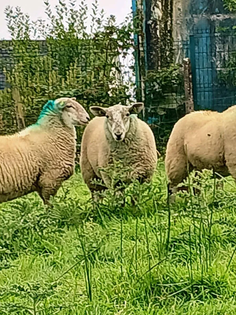Ewe lambs - Image 4