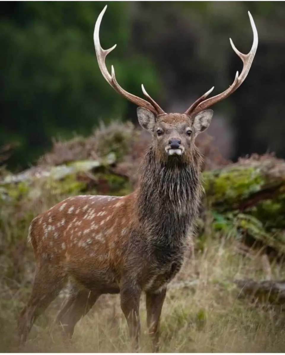 Deer hunting - Image 2