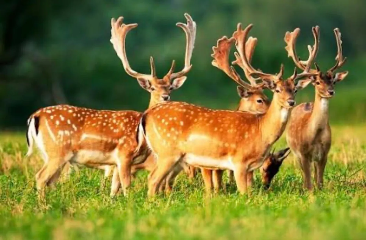 Deer hunting - Image 3