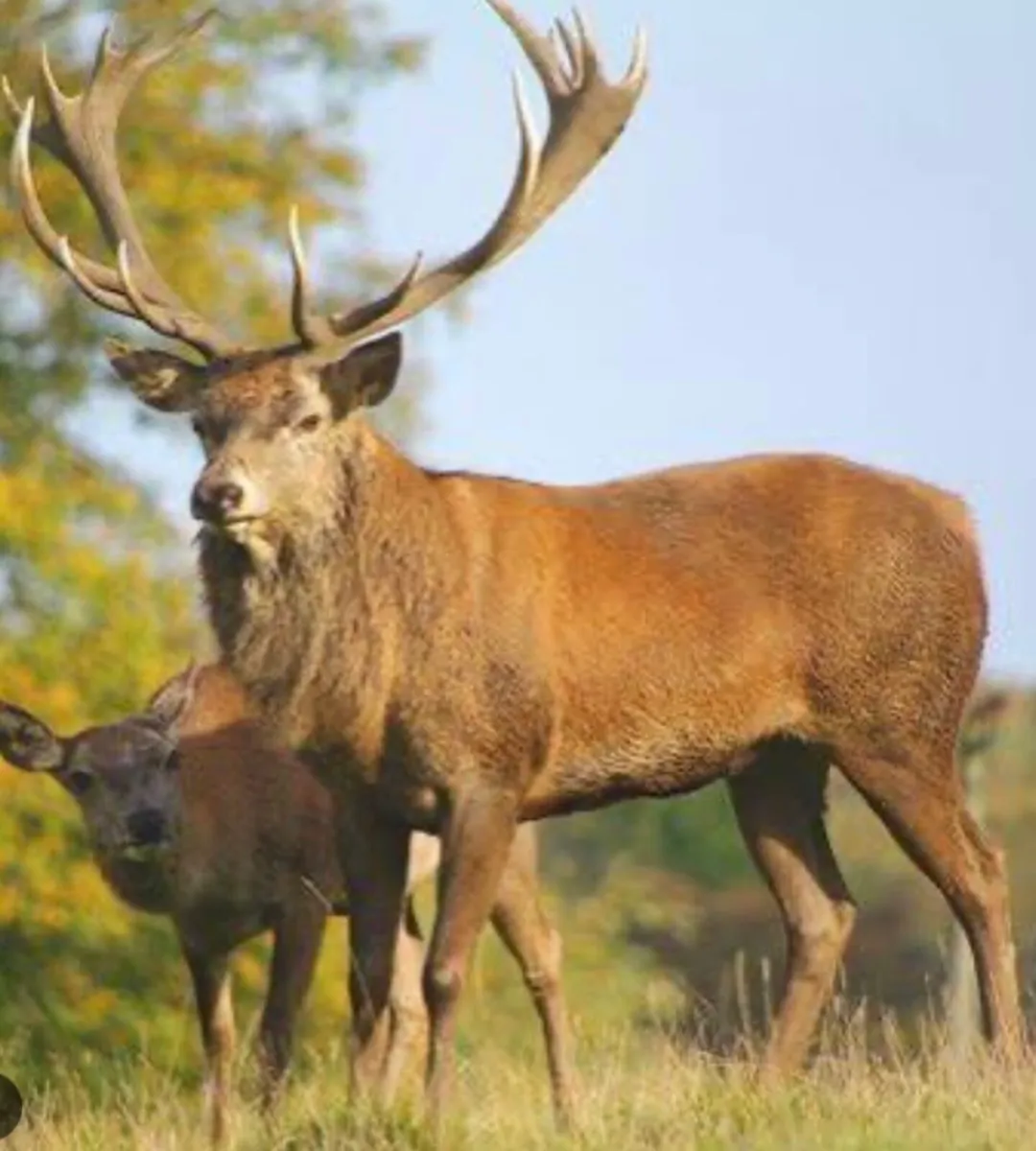 Deer hunting - Image 1