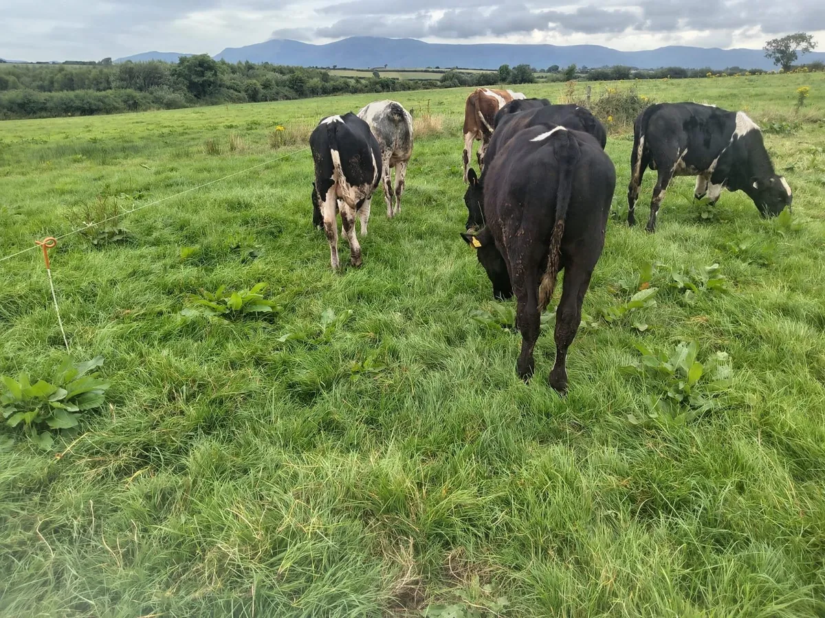 For Sale Weanling Bulls - Image 1