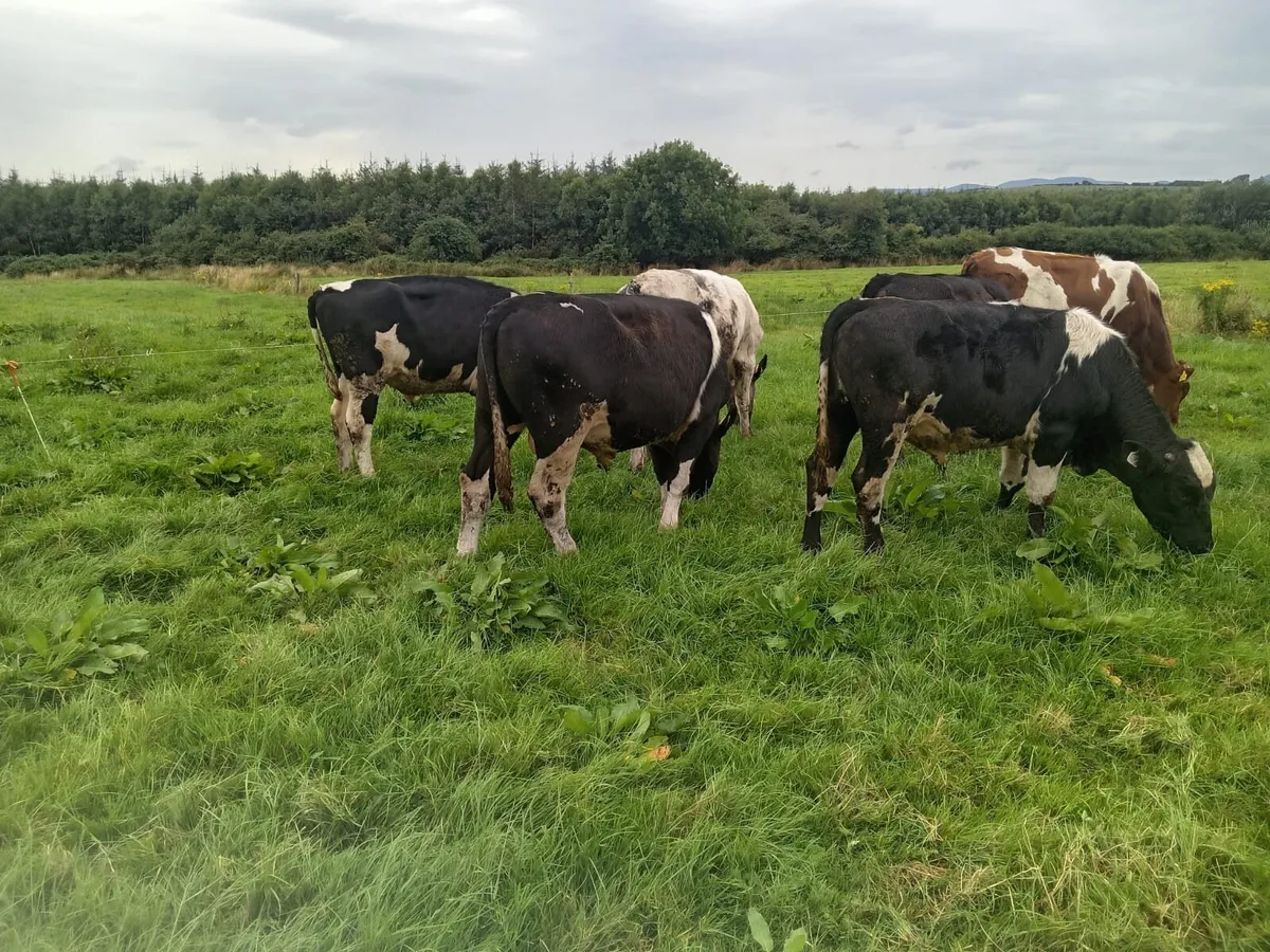 For Sale Weanling Bulls - Image 2