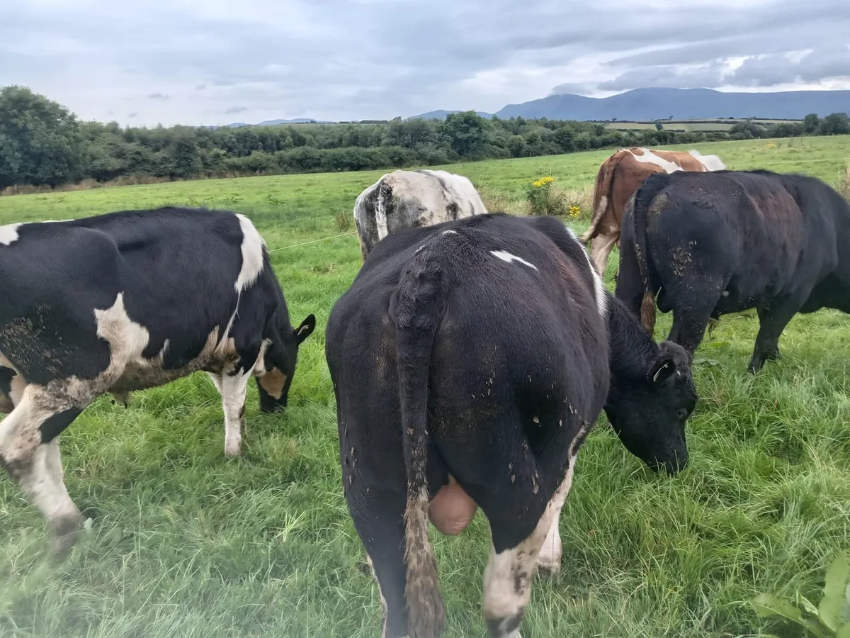 For Sale Weanling Bulls - Image 3