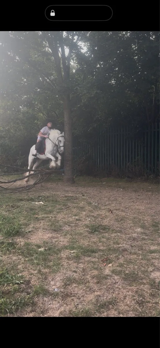 Pony - Image 1