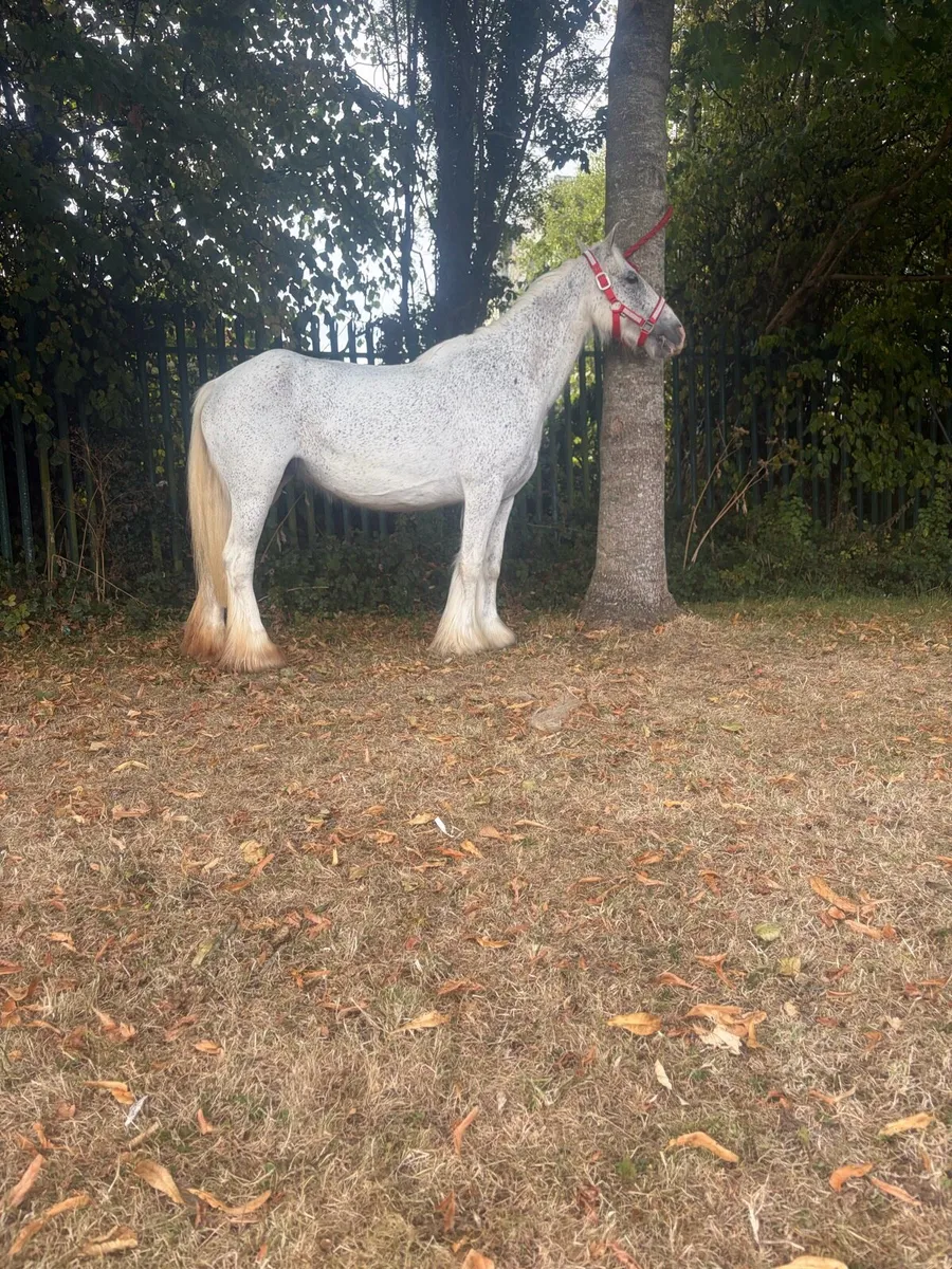 Pony - Image 4