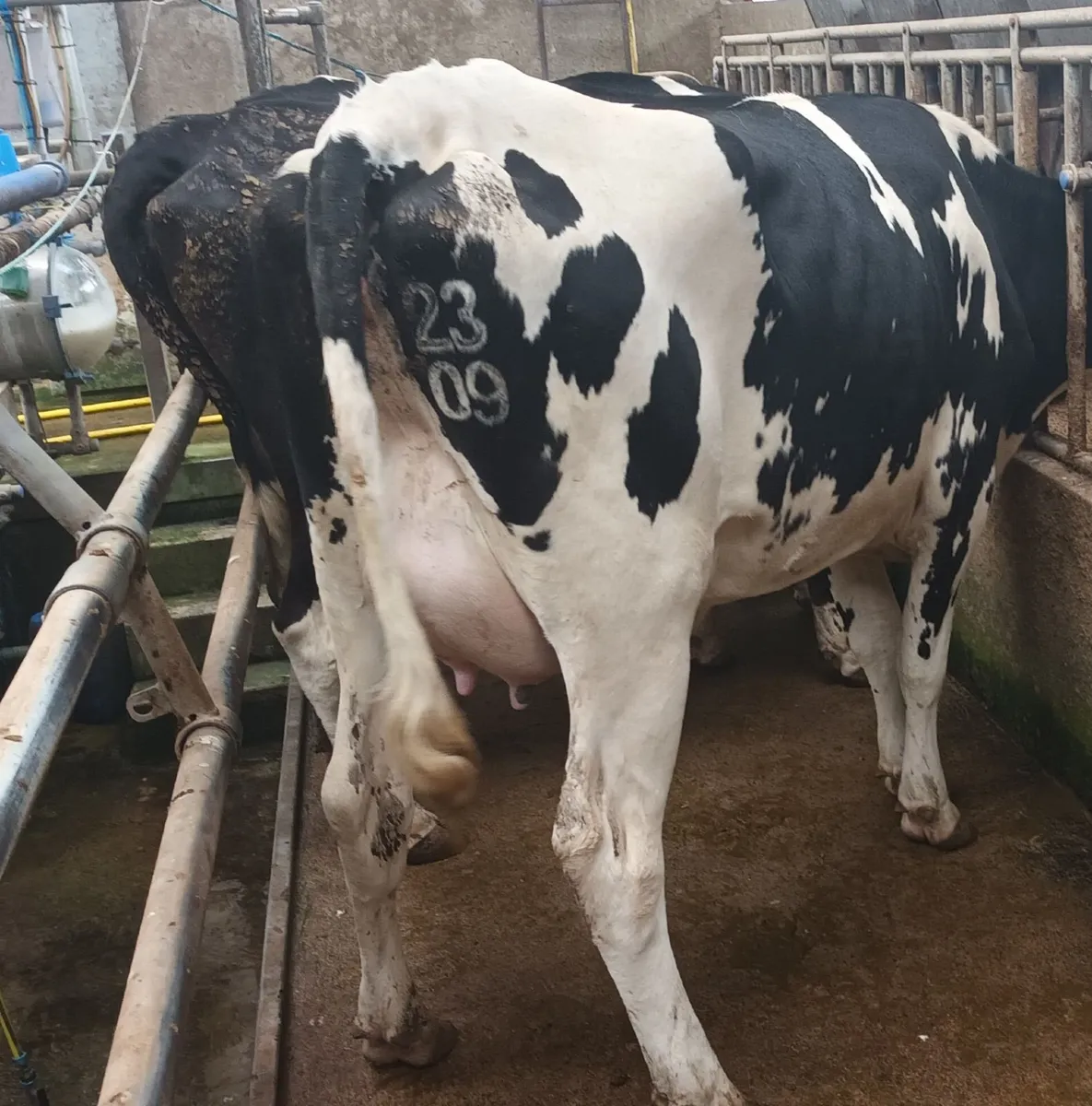 Calved heffer