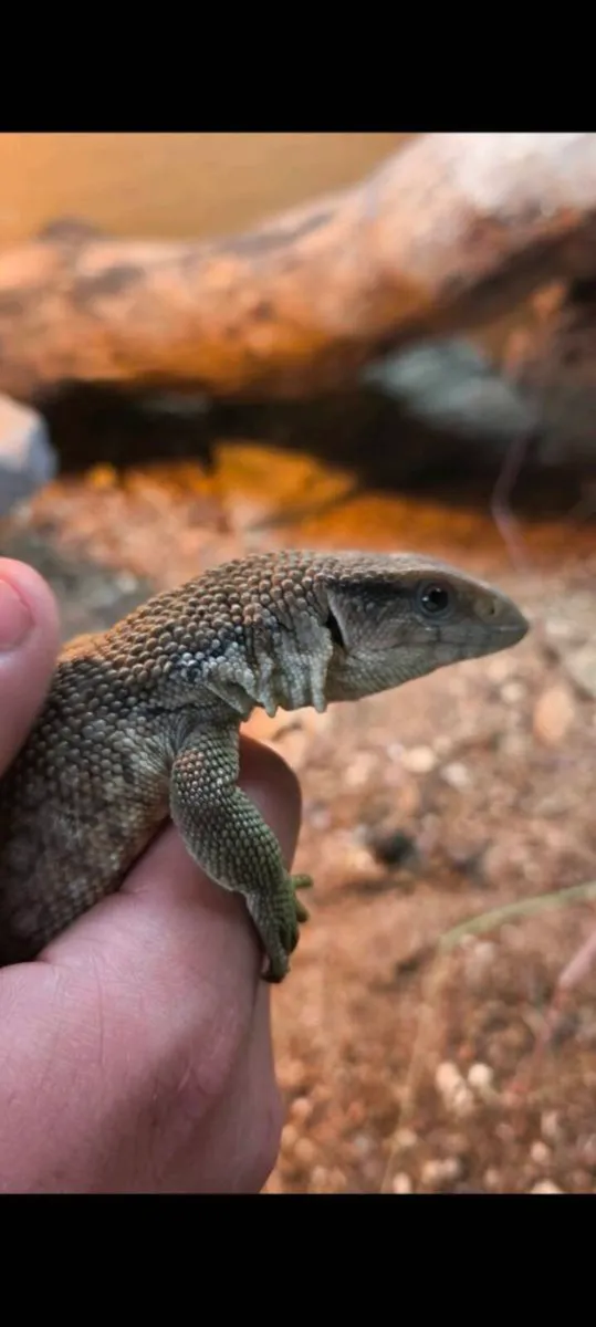 Reptiles for sale - Image 2