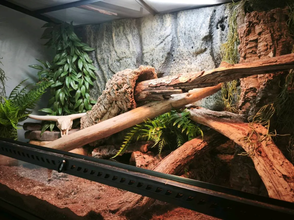 Reptiles for sale - Image 4