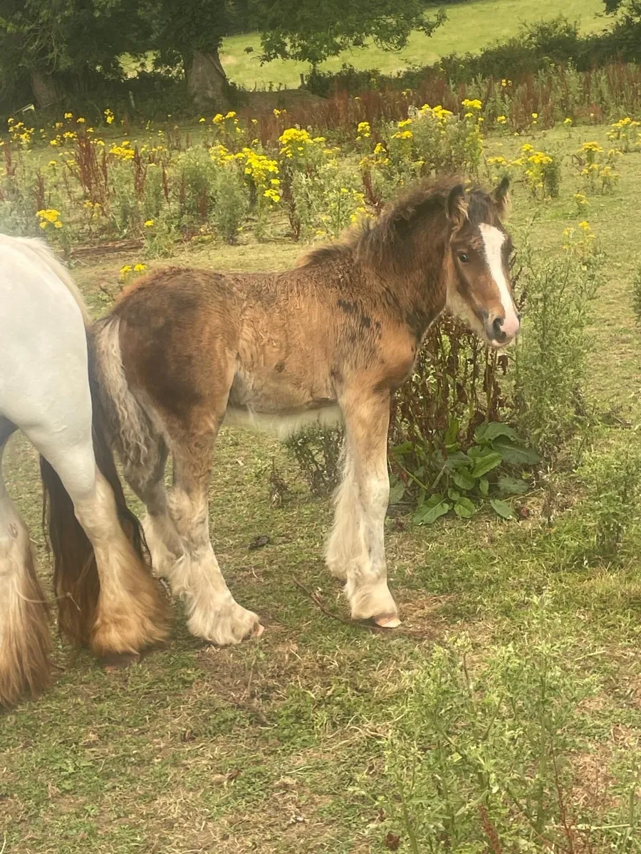 Colt for sale - Image 3