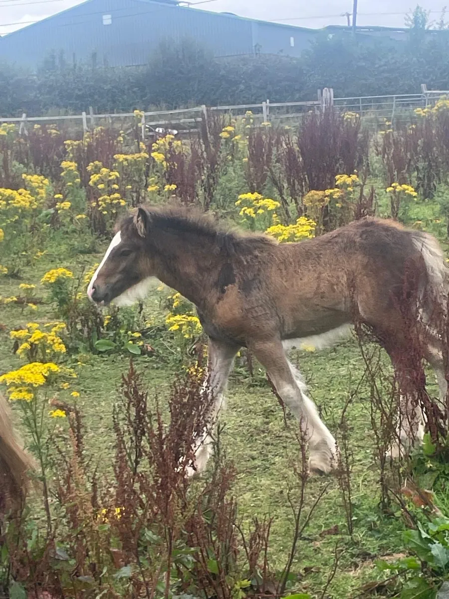 Colt for sale - Image 4