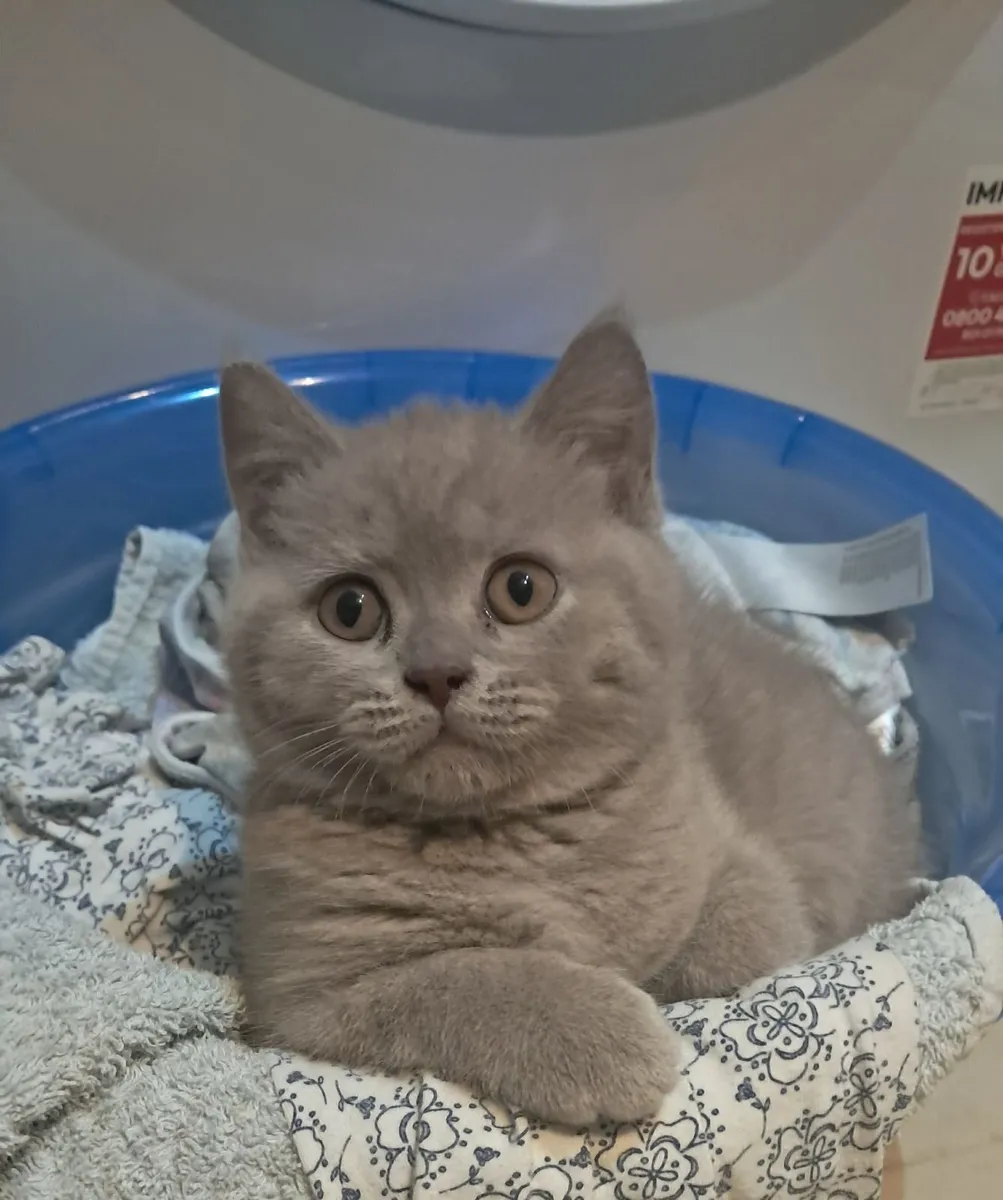 Pure British Shorthair kitten - Image 1