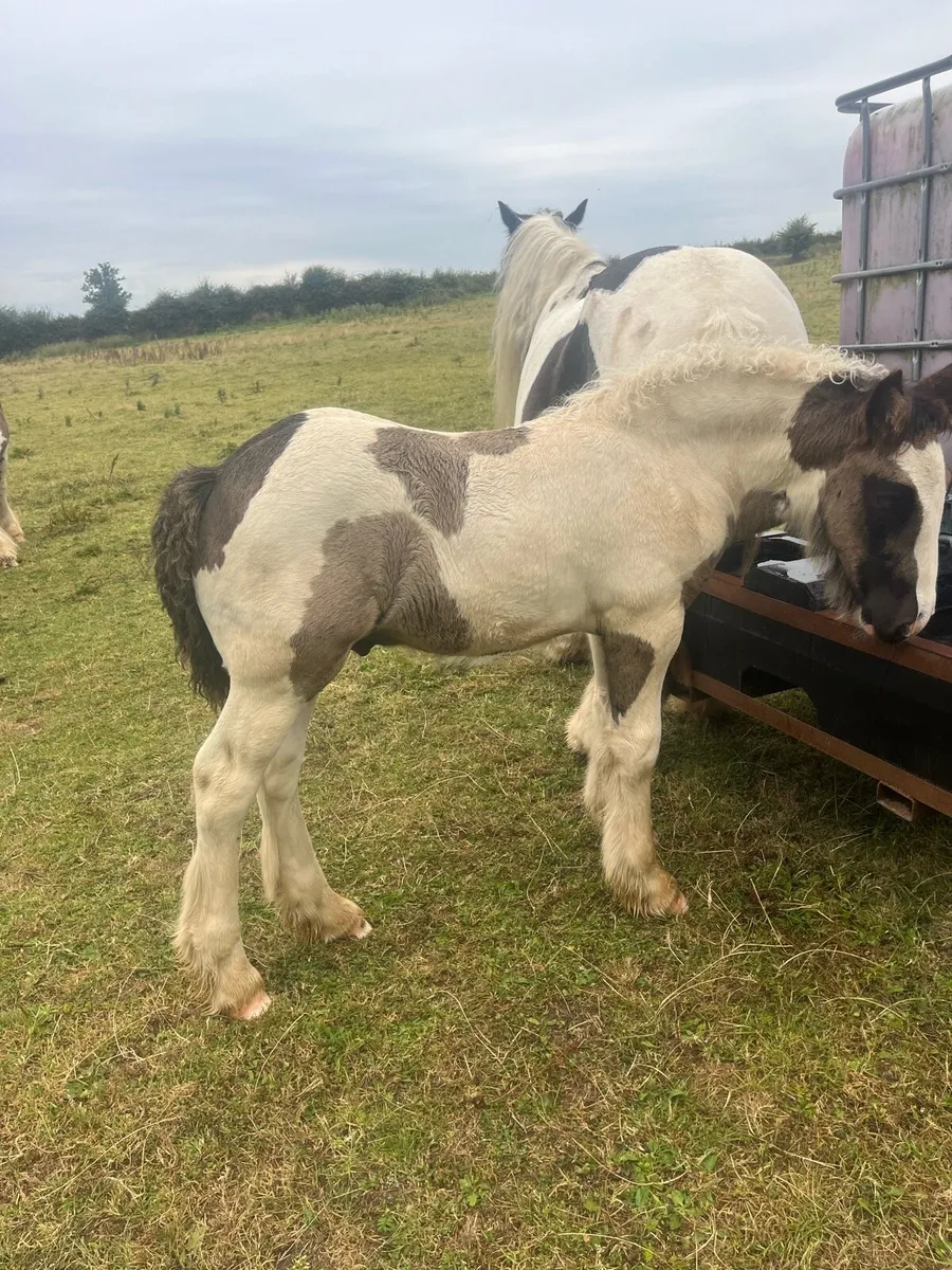 4 cob coalt foals - Image 1