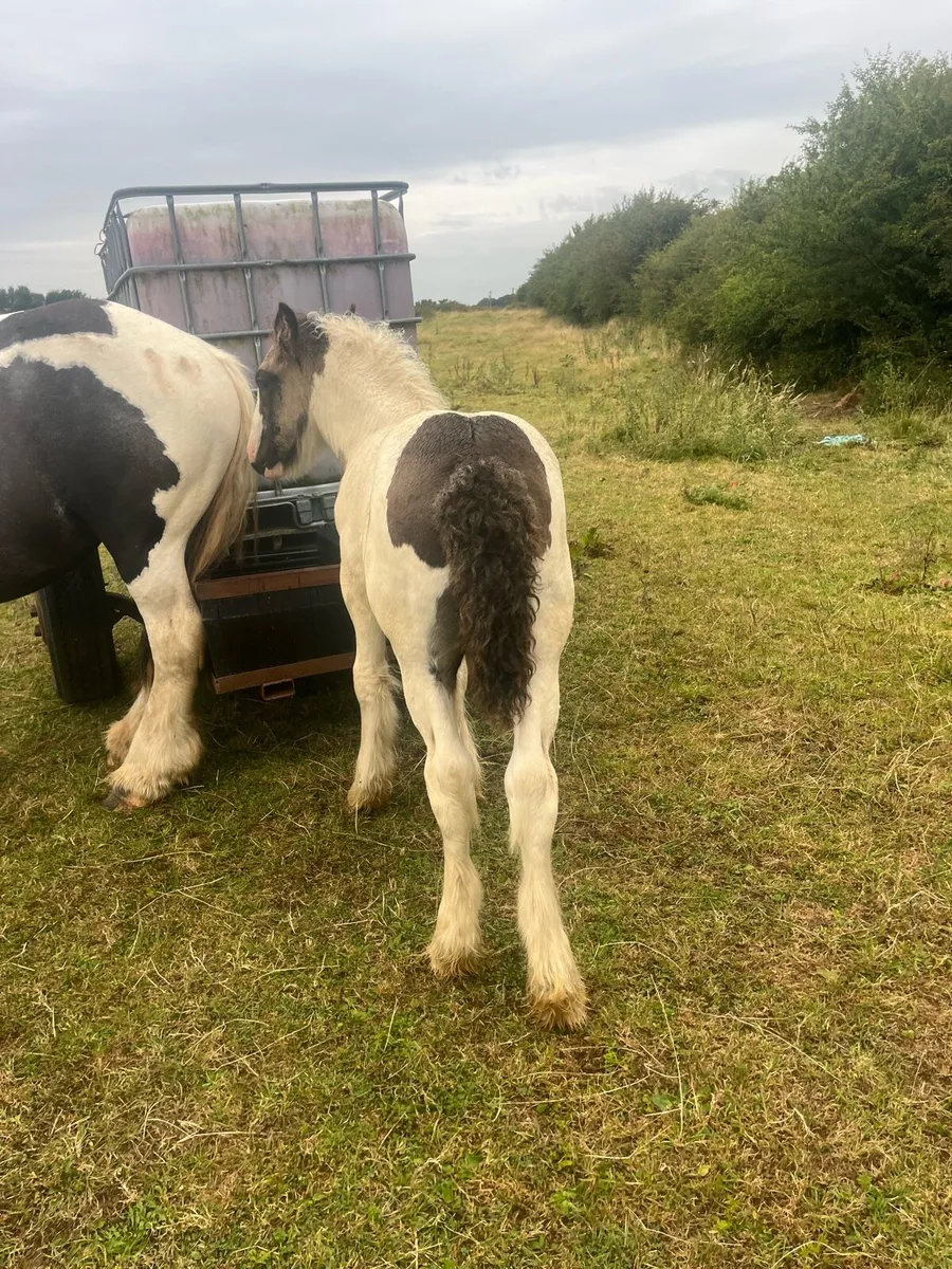4 cob coalt foals - Image 2