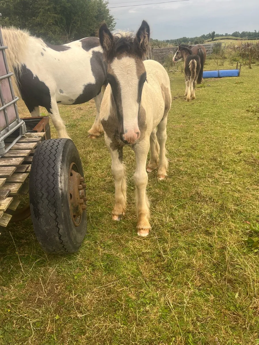 4 cob coalt foals - Image 3