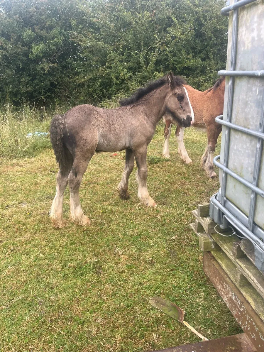4 cob coalt foals - Image 4