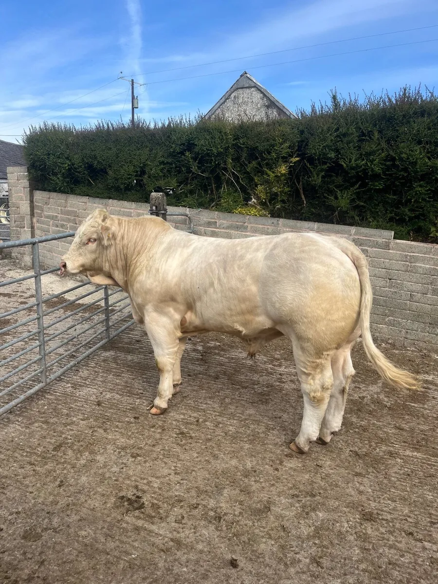 ⭐️ Charolais Bull ⭐️ - Image 1