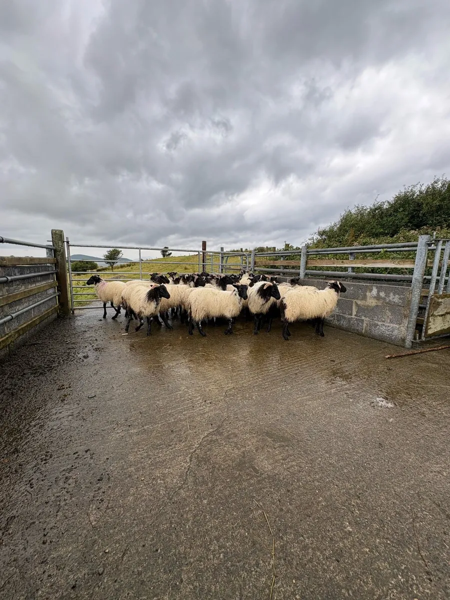 Black mountain lambs - Image 2
