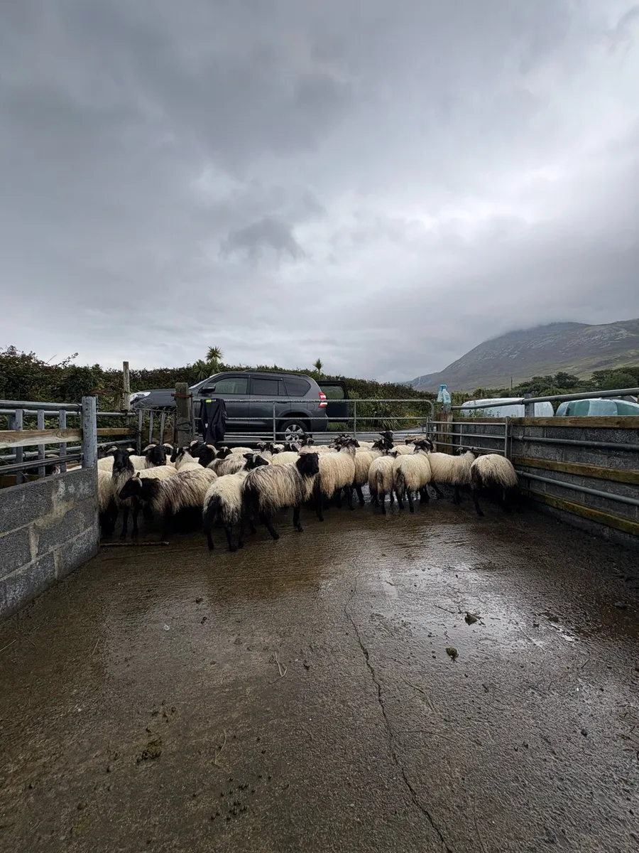 Black mountain lambs - Image 3