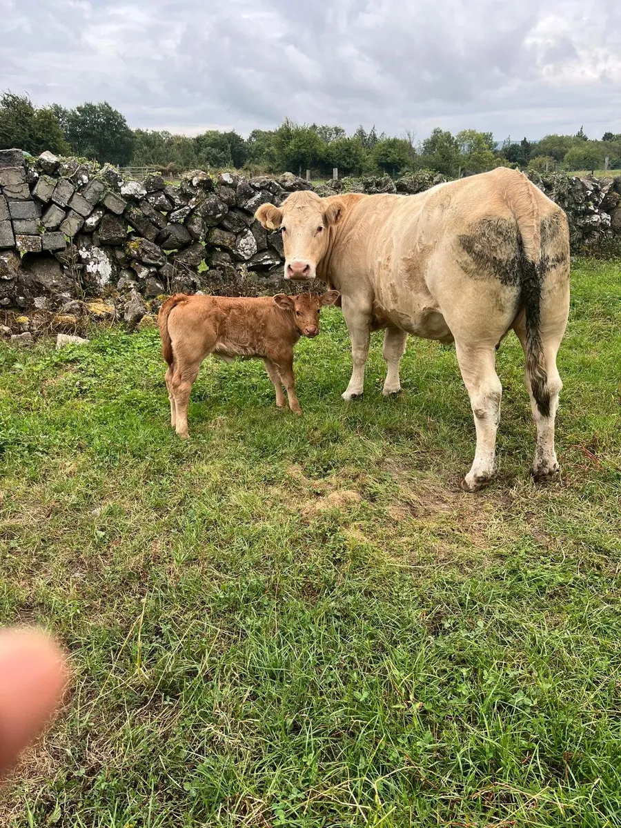 Heifers - Image 2