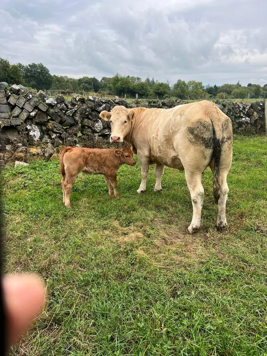 Heifers - Image 3