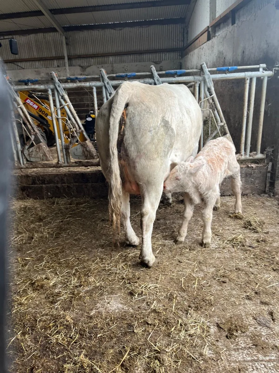 Heifers - Image 1
