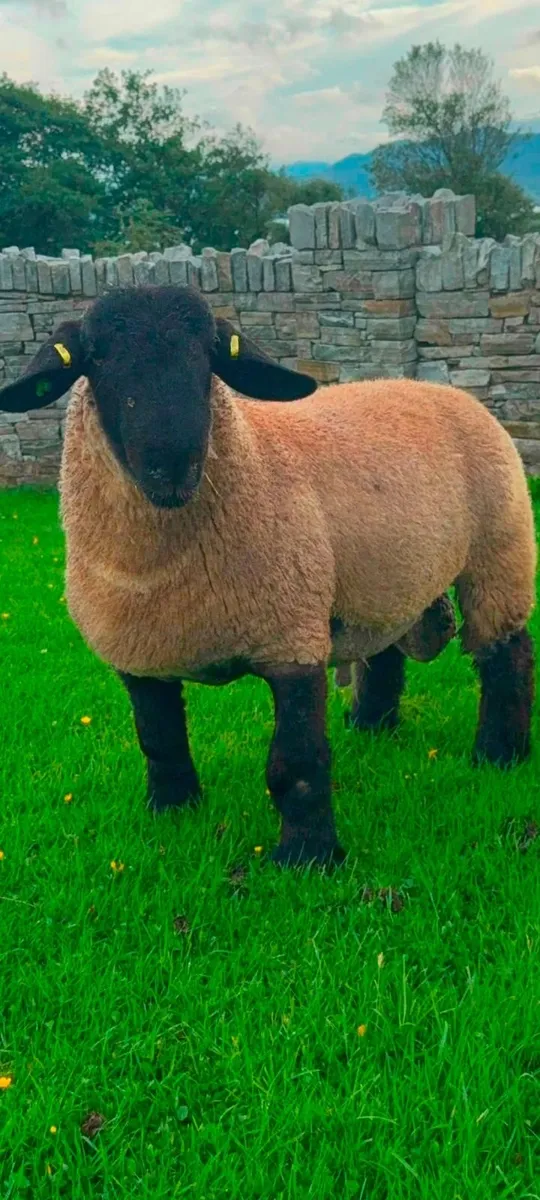 Parish select  timed  sale now live  on marteye - Image 2